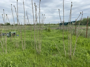 Teren de vânzare 440 - imagine 5