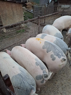 Porci de vânzare, mai sunt disponibile 3 buc - imagine 3