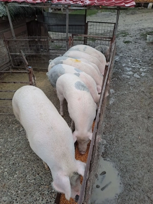 Porci de vânzare, mai sunt disponibile 3 buc