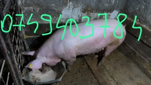 Vând porc 10 lei Kg -120-130kg  