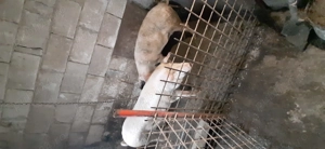 Porci de vinzare  - imagine 2