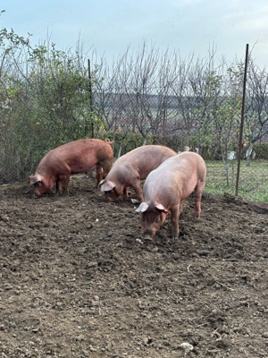   Vând porci pentru Crăciun Cordau(Bihor) - imagine 4