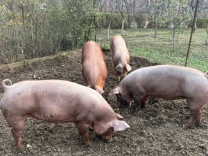   Vând porci pentru Crăciun Cordau(Bihor) - imagine 3
