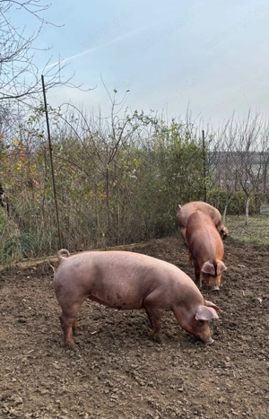   Vând porci pentru Crăciun Cordau(Bihor) - imagine 2