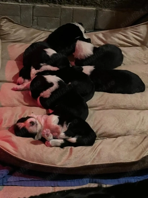Puiuti Border Collie - imagine 3