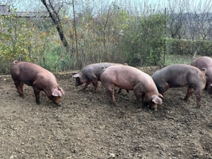   Vând porci pentru Crăciun Cordau(Bihor)