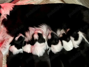 Puiuti Border Collie - imagine 5