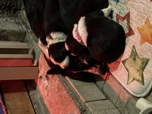 Puiuti Border Collie - imagine 7