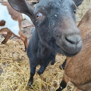 Tapisor Murciano 7 luni - imagine 3