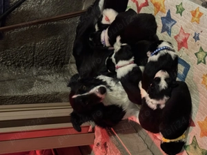 Puiuti Border Collie - imagine 8