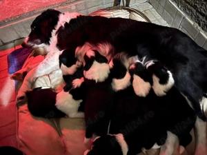 Puiuti Border Collie - imagine 6