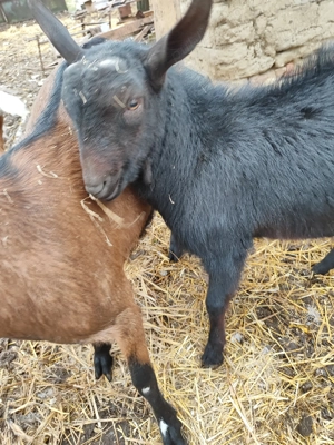 Tapisor Murciano 7 luni - imagine 4