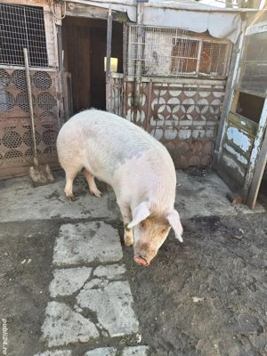 porc pentru sacrificat  - imagine 2