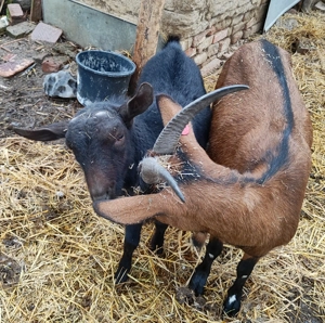 Tapisor Murciano 7 luni - imagine 5