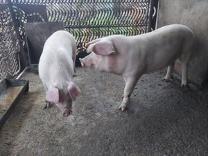 Vând porci Landrace pentru sacrificat