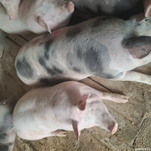 porci de vinzare - imagine 2