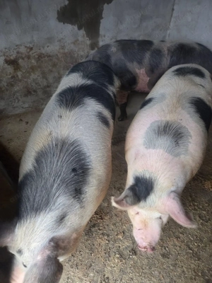 Porci de vânzare 