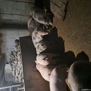 porci pt Craciun - imagine 3