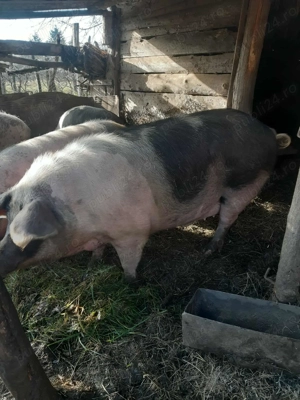 vand porc de tara - imagine 3