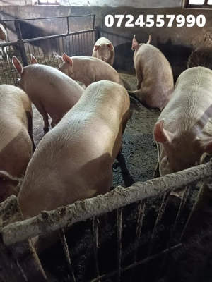 vand porci 