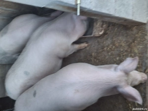 vand grasuni - imagine 2