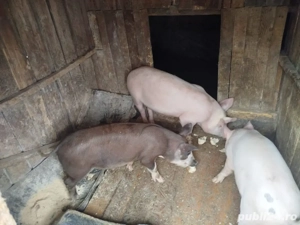 porci de vanzare