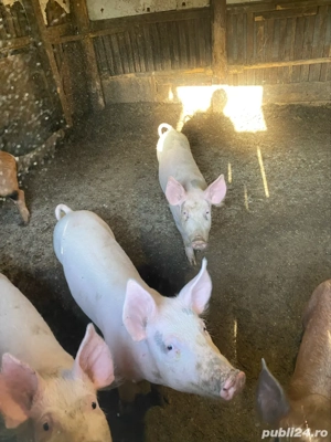 porci de vanzare - imagine 4
