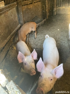 porci de vanzare - imagine 2