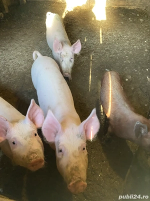 porci de vanzare - imagine 3