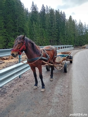 vând Manza - imagine 5