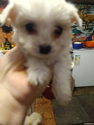 Cățeluș Bichon Maltez(Minitoy)