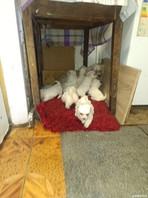 Cățeluș Bichon Maltez(Minitoy) - imagine 2