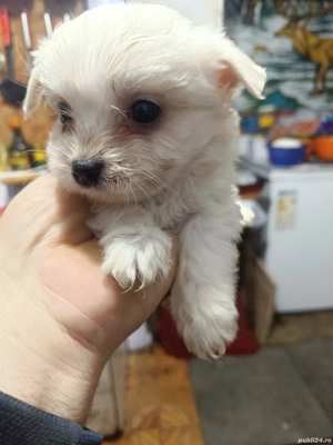 Cățeluș Bichon Maltez(Minitoy) - imagine 3