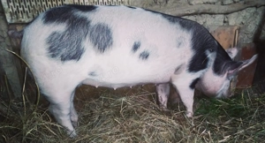 De vanzare scrofiță 60-70 kg - imagine 3