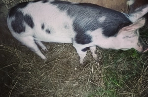 De vanzare scrofiță 60-70 kg - imagine 2