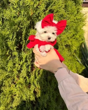 Bichoni maltezi mini toy  - imagine 2