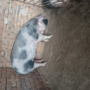 Porc de vanzare - imagine 2