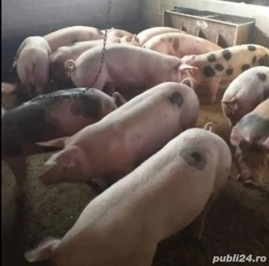 porci de vanzare 