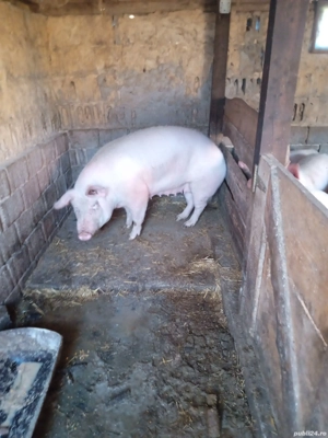 vand porc de sacrificat,marle alb 200 kg 15 lei kg negociabil  - imagine 2
