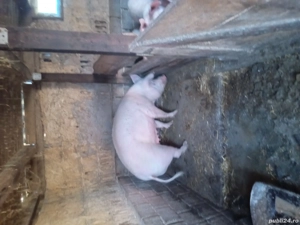 vand porc de sacrificat,marle alb 200 kg 15 lei kg negociabil  - imagine 3