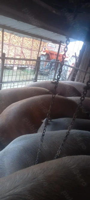 Vând porci crescuți în gospodărie  - imagine 4