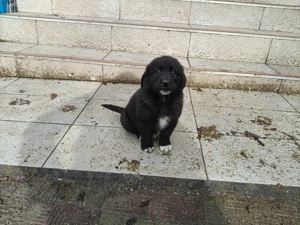 Ciobanesc de Bucovina corb - imagine 2