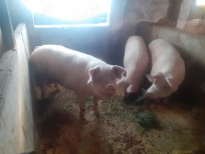 Vând porci marele alb - imagine 2