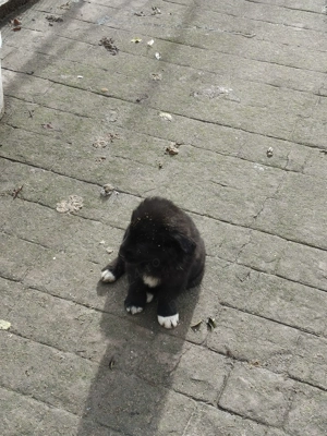 Ciobanesc de Bucovina corb - imagine 4