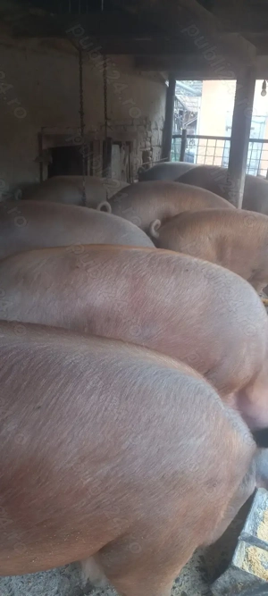 Vând porci crescuți în gospodărie  - imagine 3