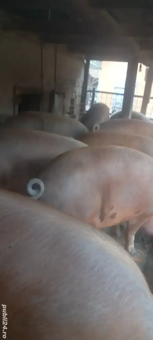 Vând porci crescuți în gospodărie 