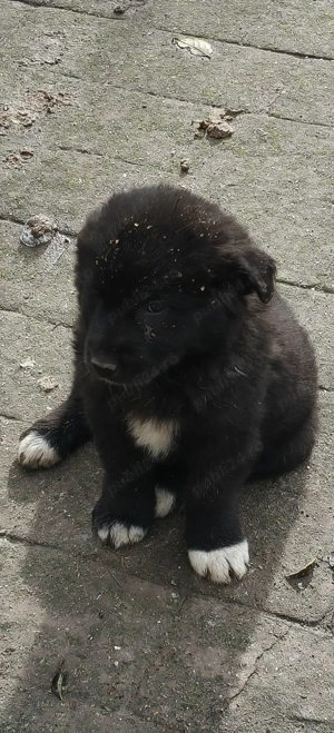 Ciobanesc de Bucovina corb - imagine 3