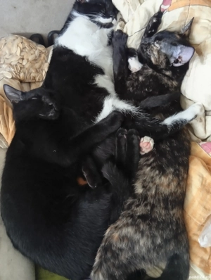 Pisicuțe pentru apartament 