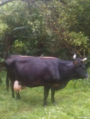 vand 3 vaci  - imagine 3