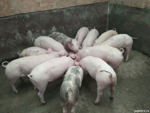 purcei.    - imagine 2